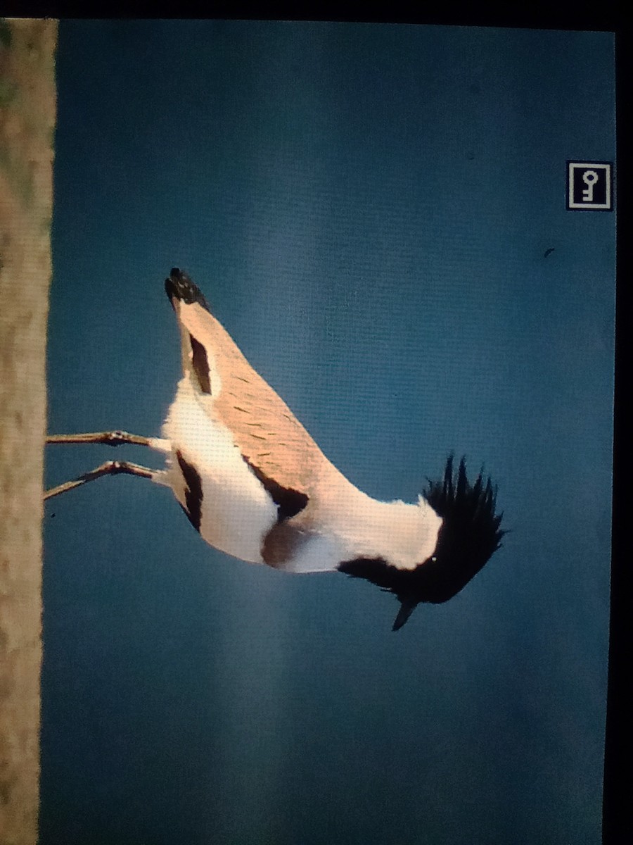 River Lapwing - ML629224682