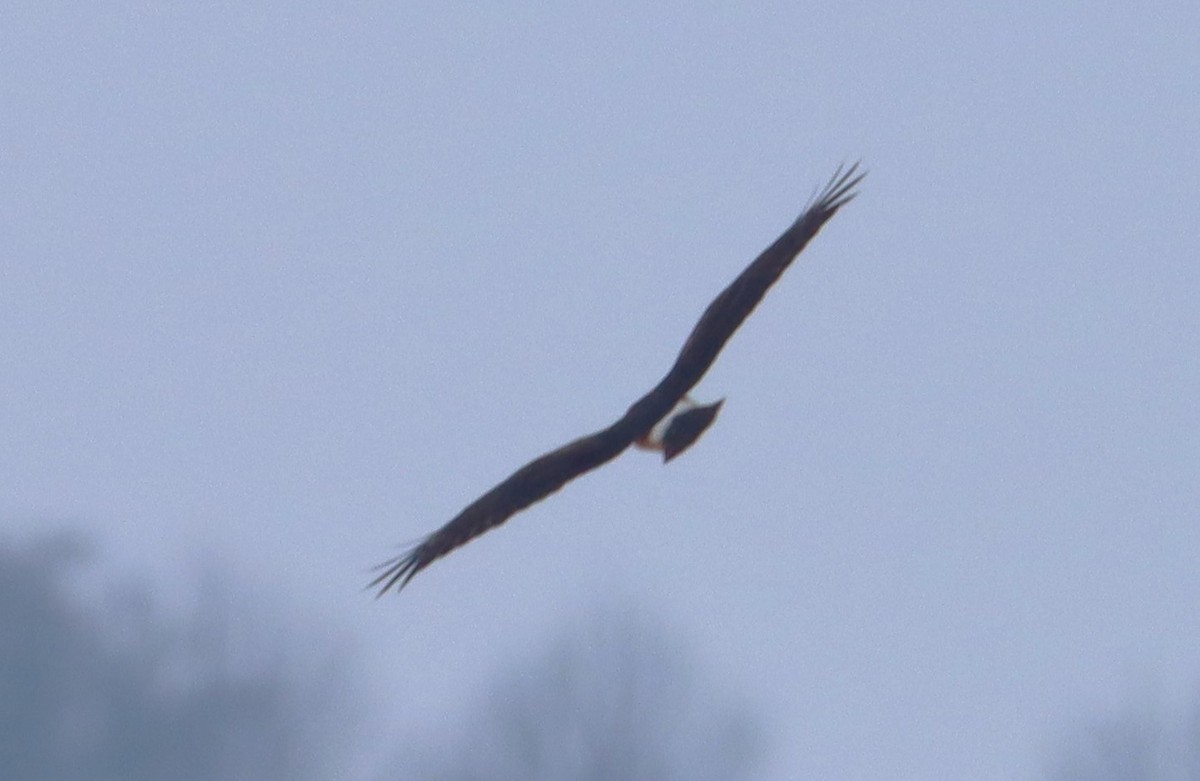 Northern Harrier - ML629224808