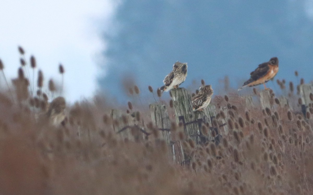 Northern Harrier - ML629224809