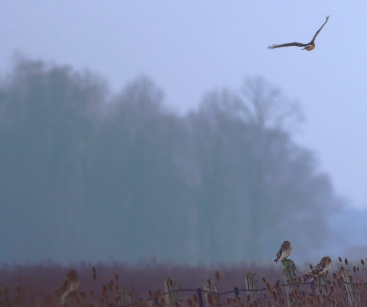 Northern Harrier - ML629224810