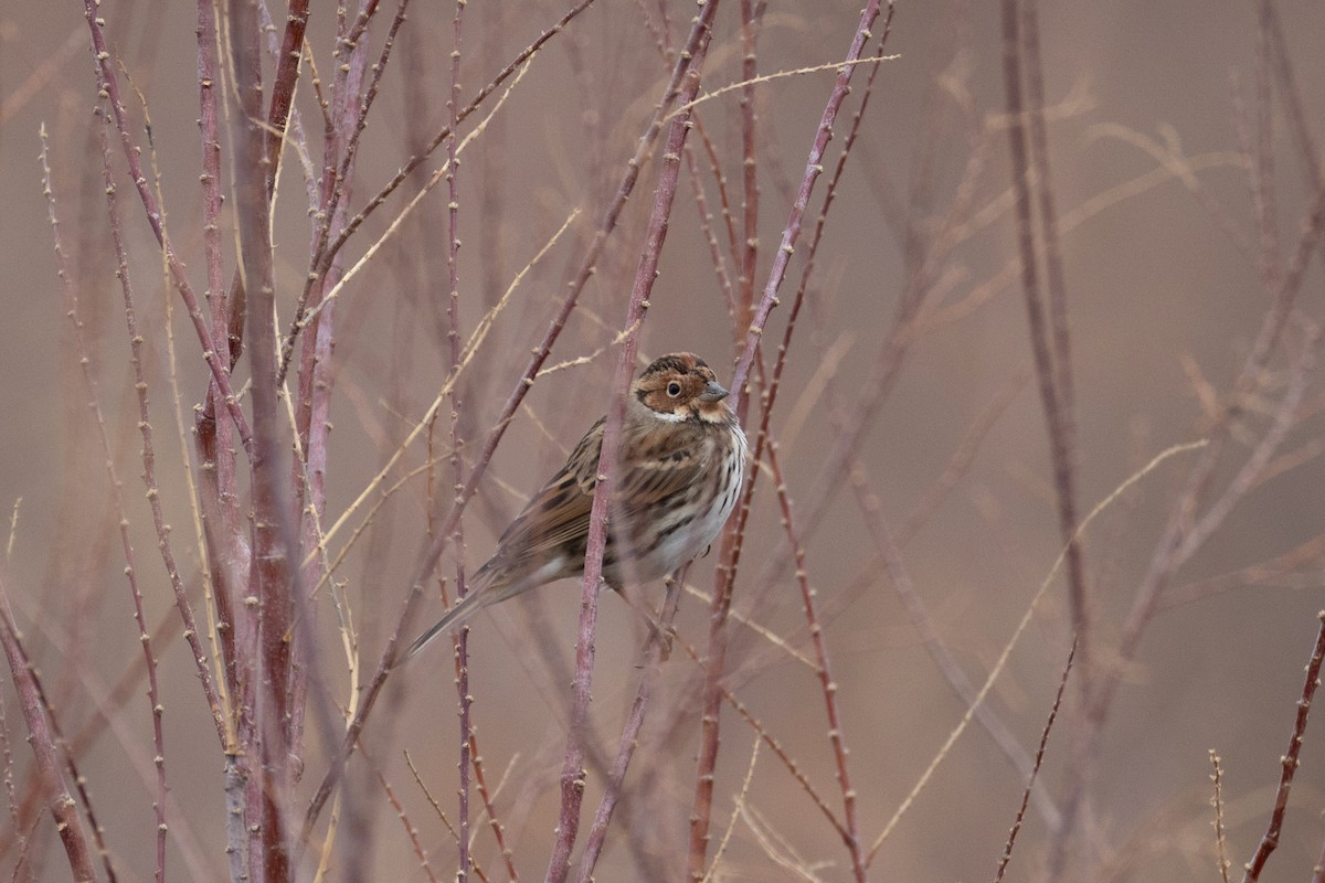 Little Bunting - ML629225068