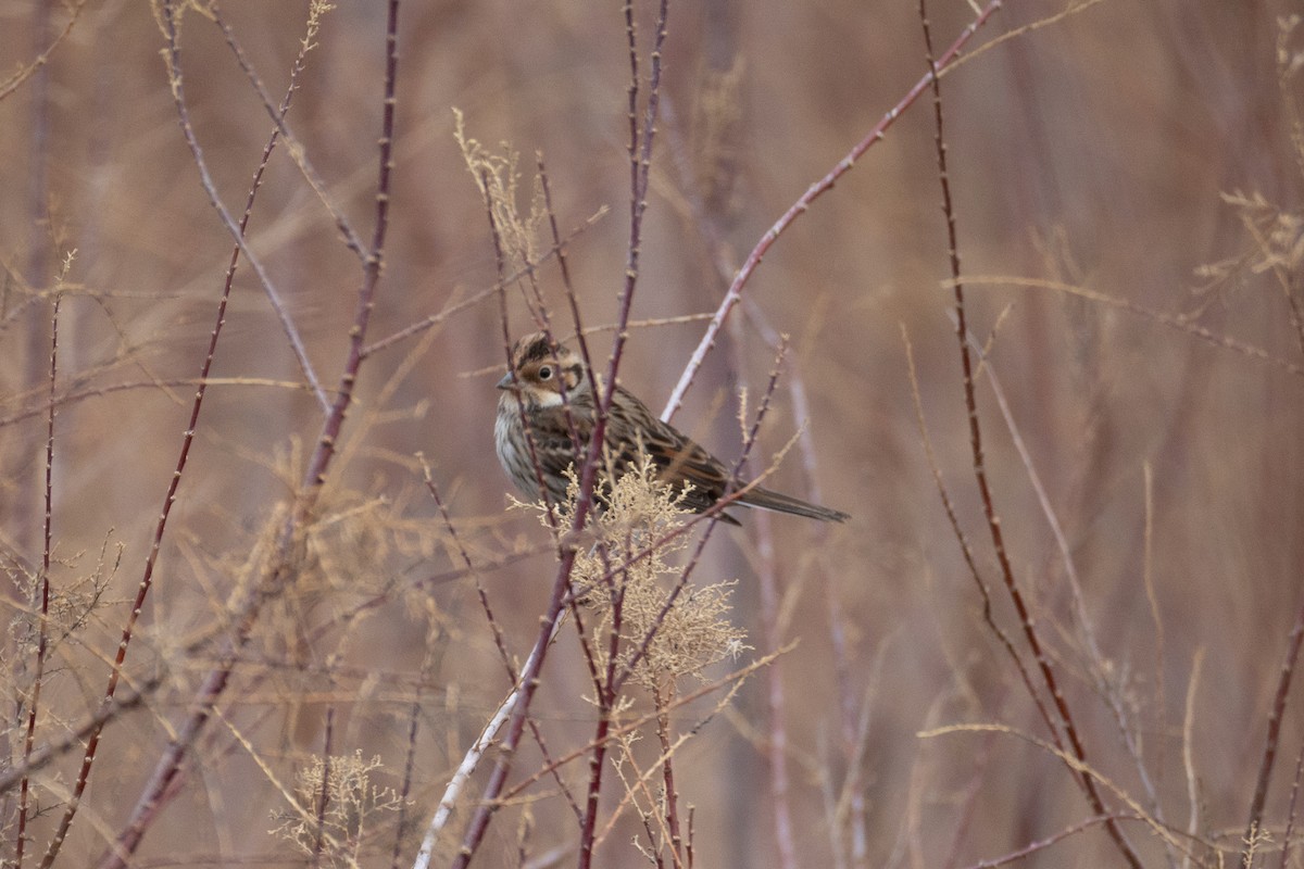 Little Bunting - ML629225069