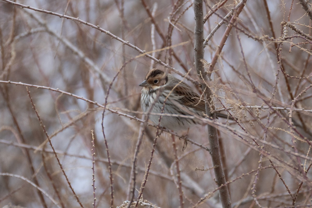 Little Bunting - ML629225070