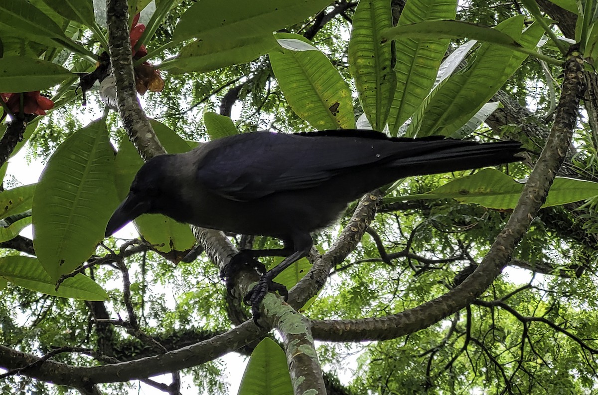 House Crow - ML629225282