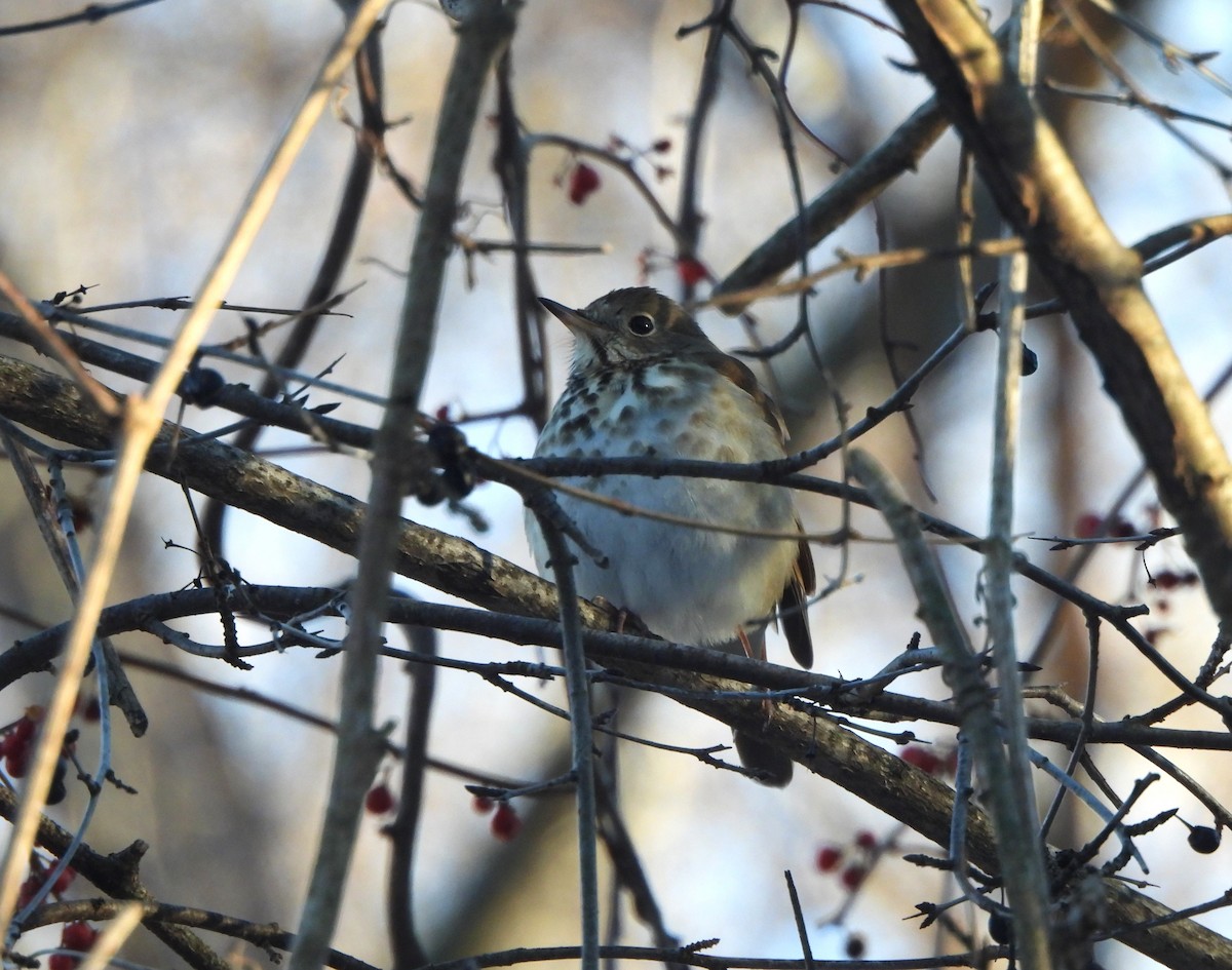 Hermit Thrush - ML629225608