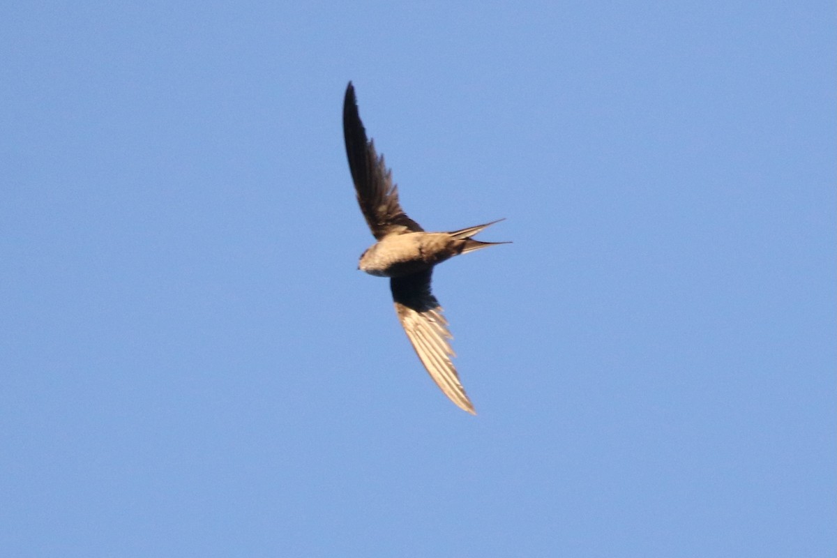 Malagasy Palm Swift - ML629225761