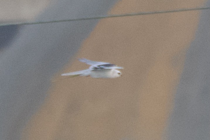 White-tailed Kite - ML629225794