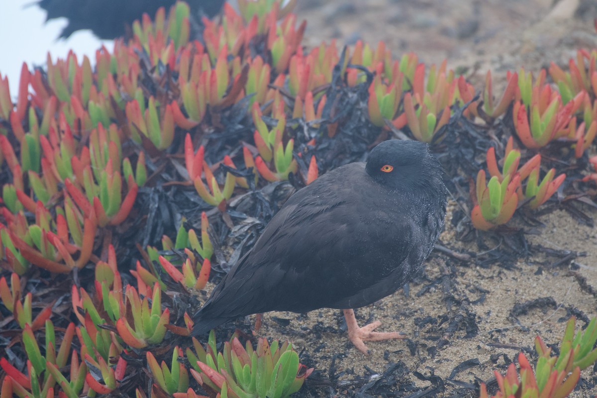 Black Oystercatcher - ML629225809