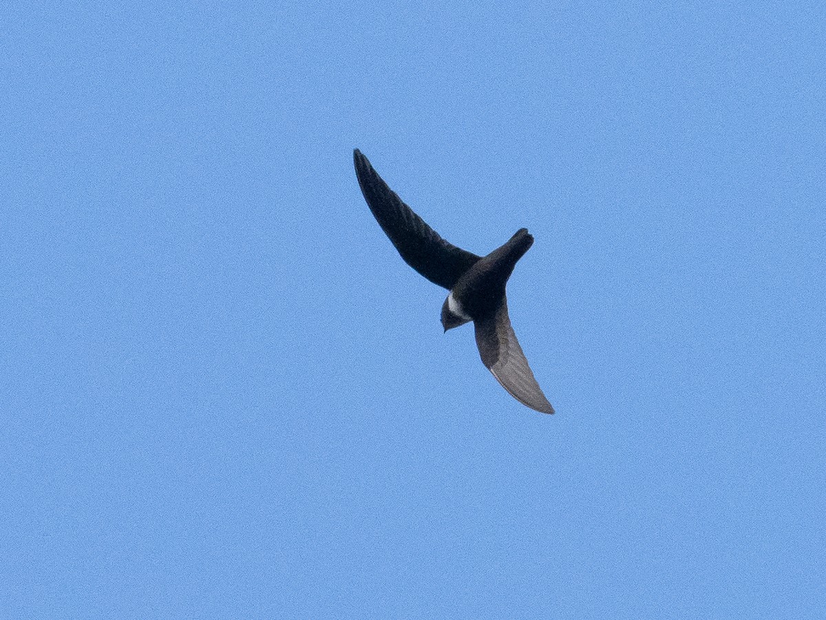 White-chested Swift - ML629226114
