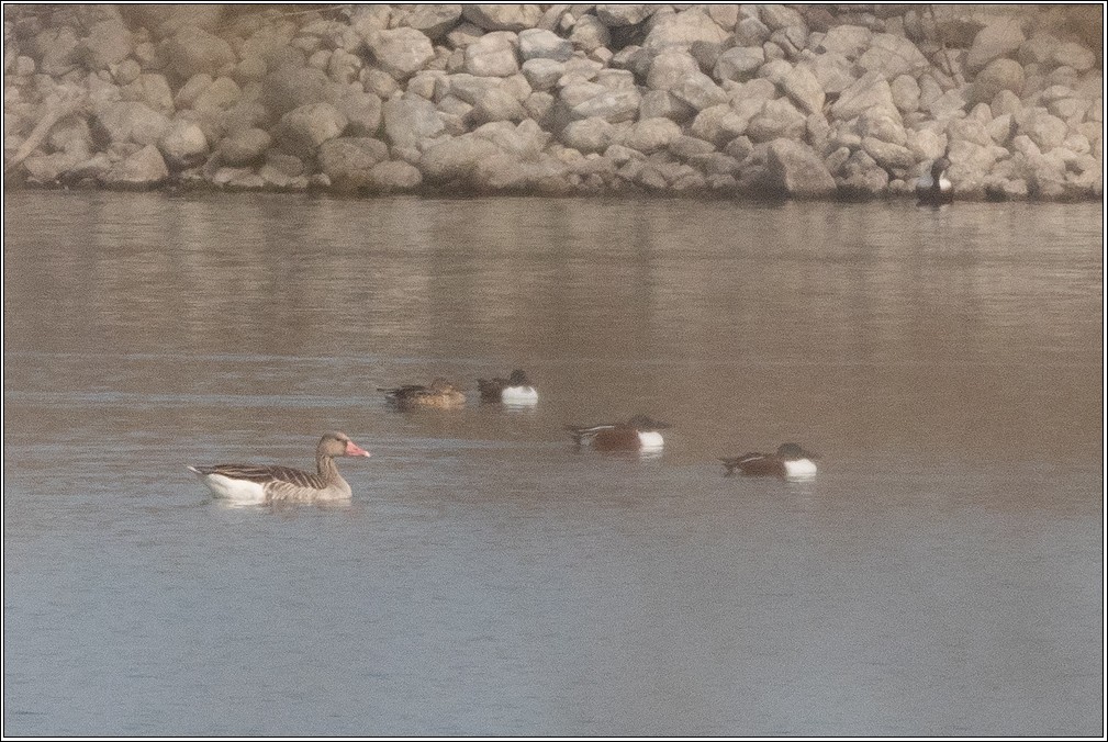 Graylag Goose - ML629226379