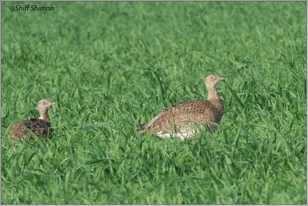 Little Bustard - ML629226394