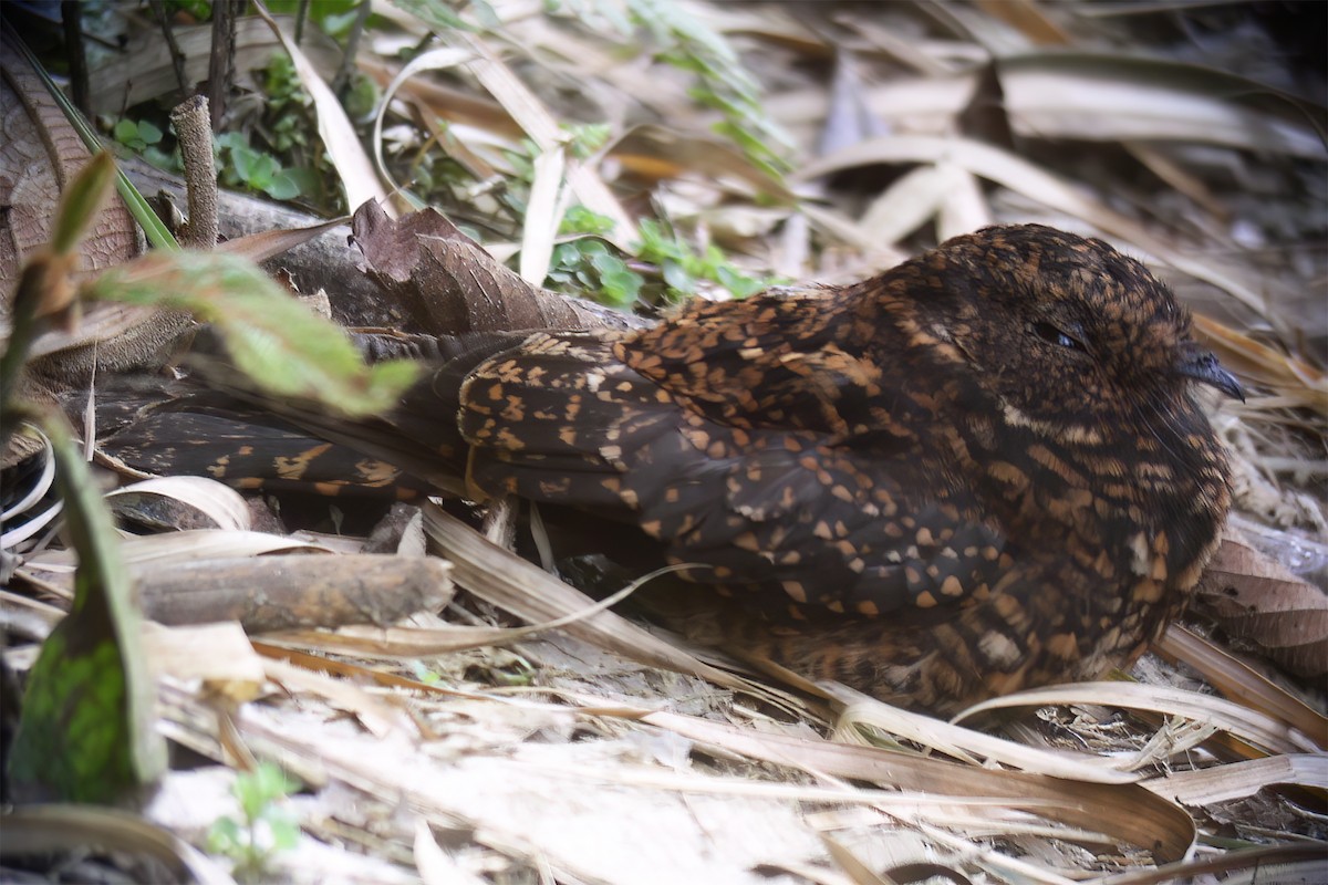 Swallow-tailed Nightjar - ML629226667