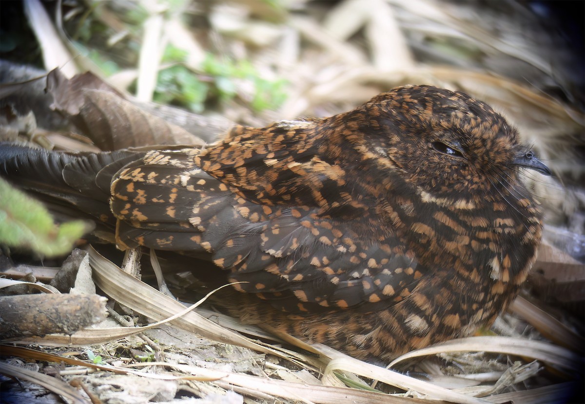 Swallow-tailed Nightjar - ML629226668