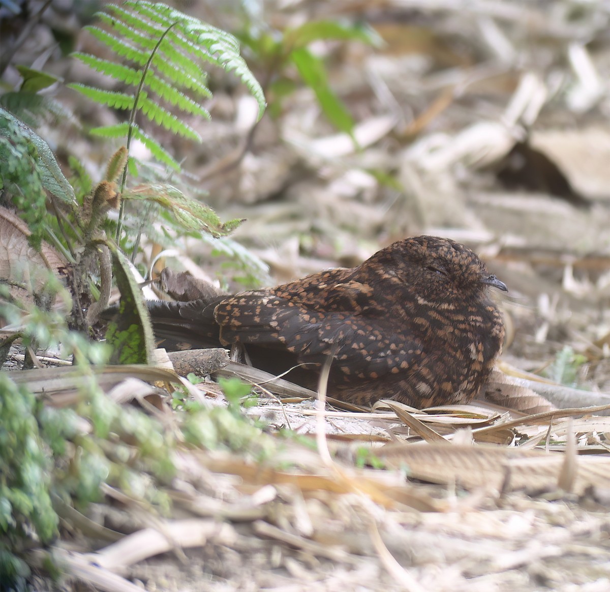 Swallow-tailed Nightjar - ML629226669