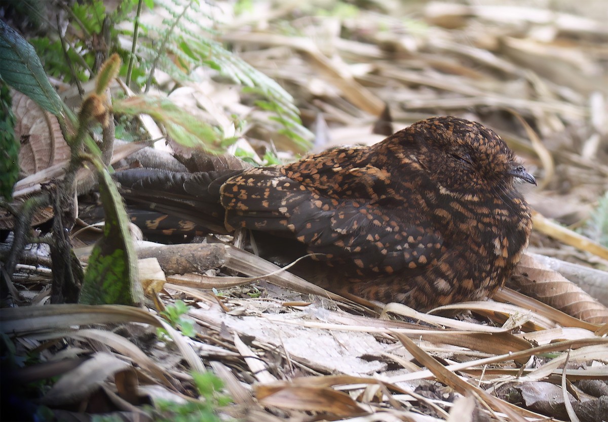 Swallow-tailed Nightjar - ML629226670