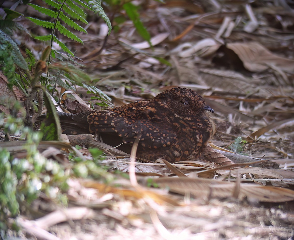 Swallow-tailed Nightjar - ML629226671