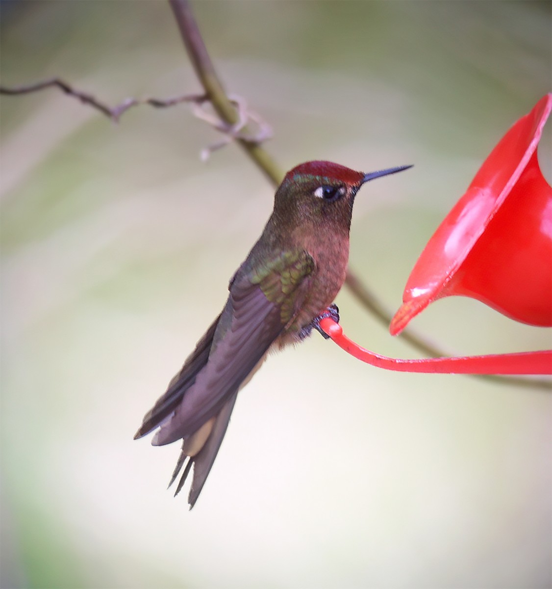 Rufous-capped Thornbill - ML629226704