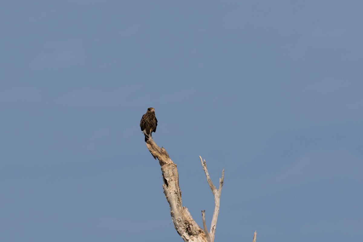 čimango žlutavý - ML629226751