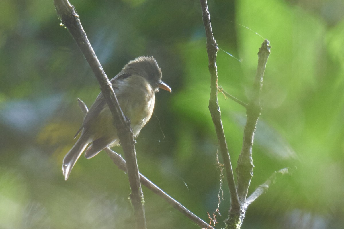 Ochraceous Pewee - ML629226762