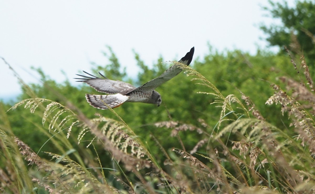 Northern Harrier - ML629226926
