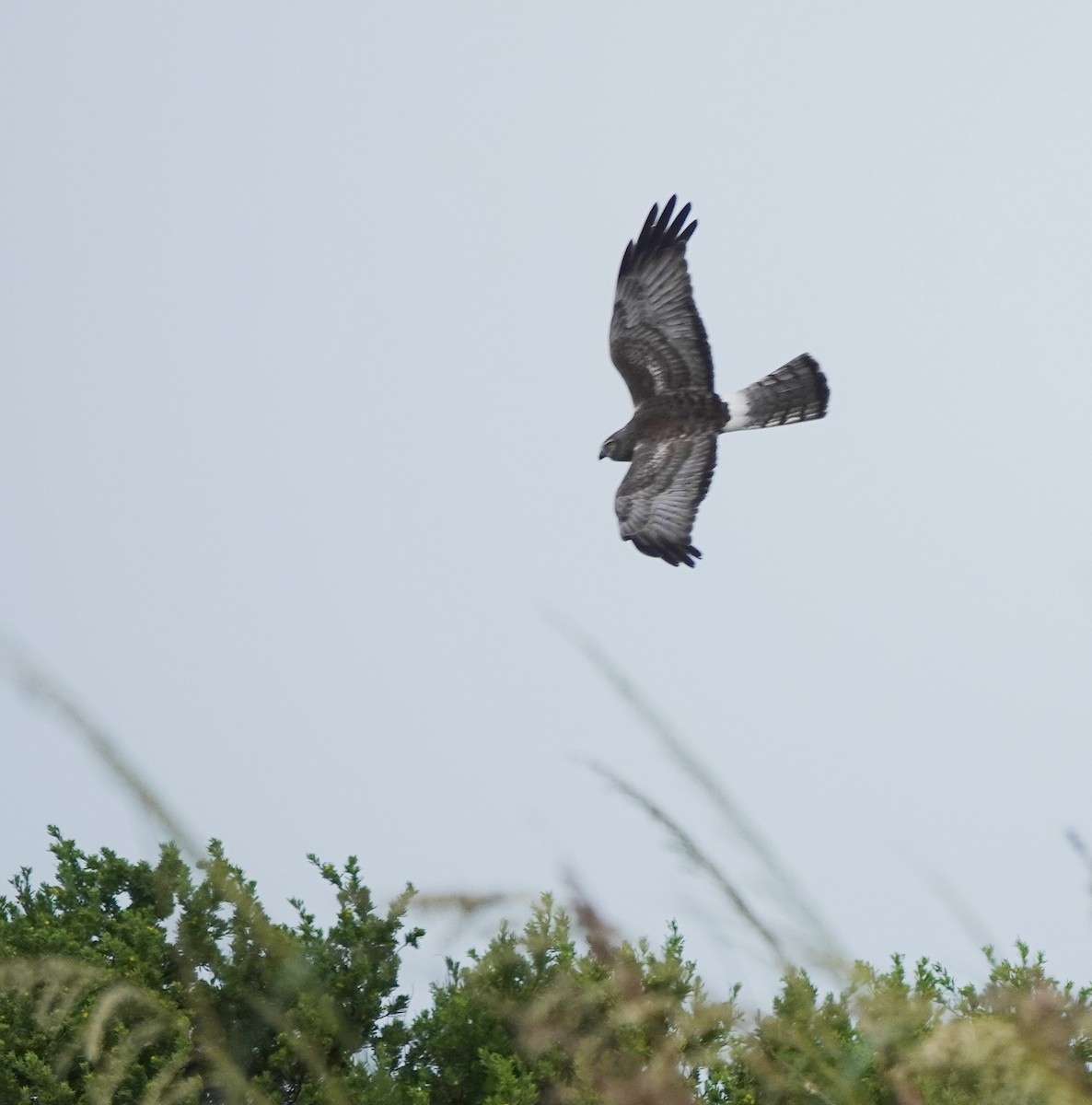 Northern Harrier - ML629226934