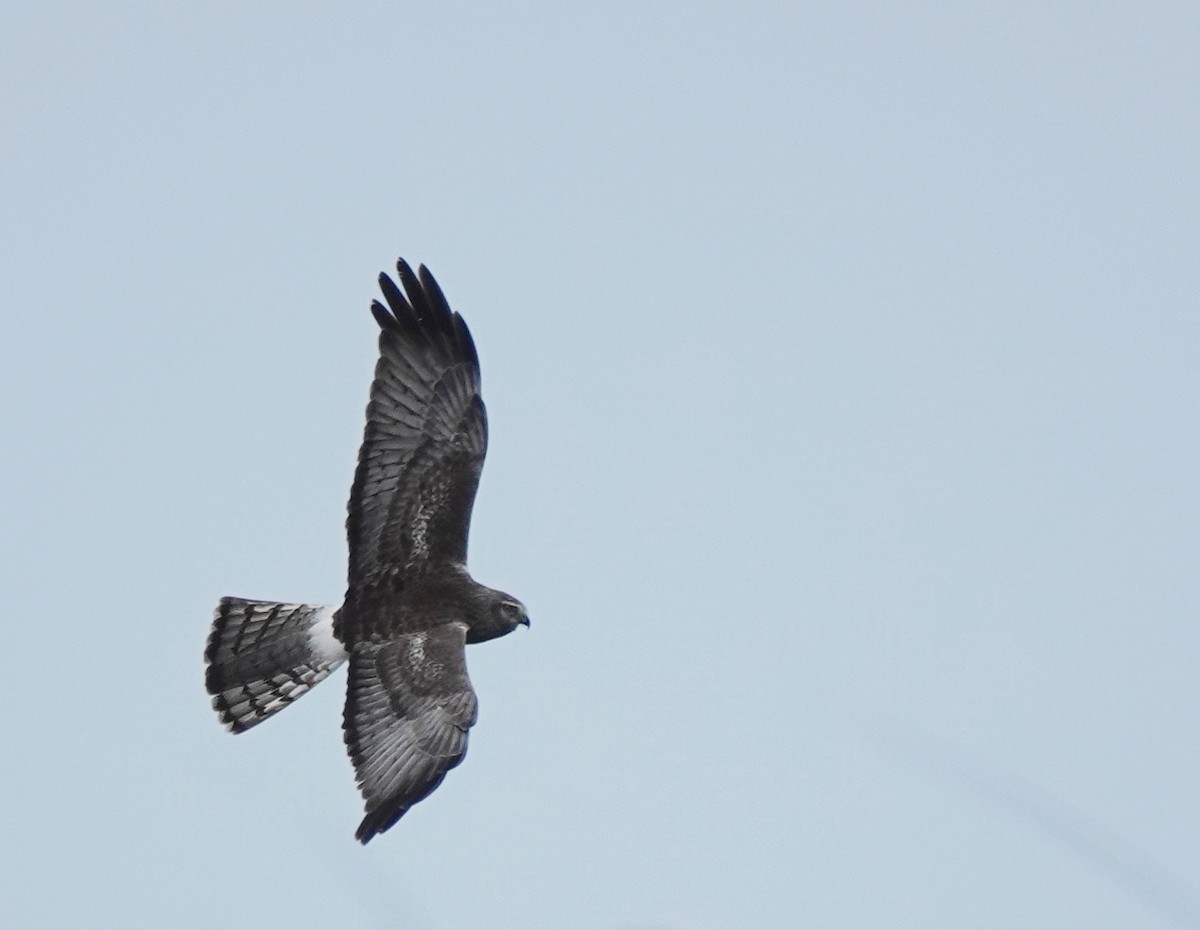Northern Harrier - ML629226942