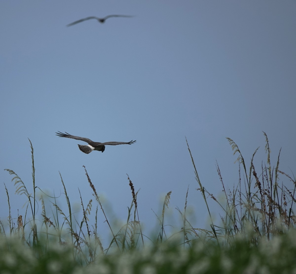 Northern Harrier - ML629226977