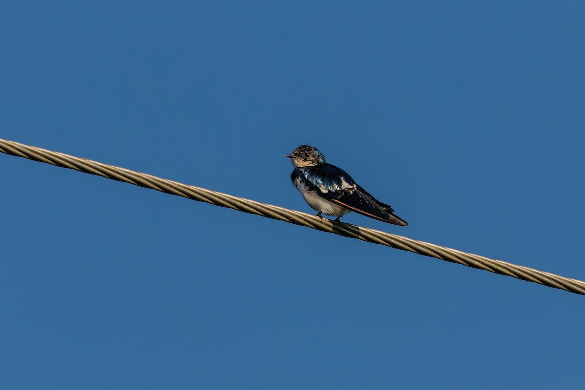 Pied-winged Swallow - ML629227039