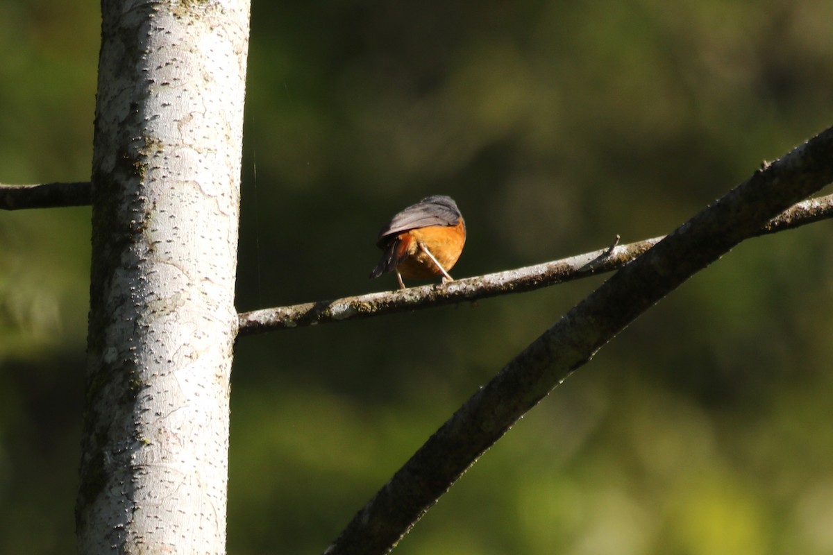 Forest Rock-Thrush (Forest) - ML629227194