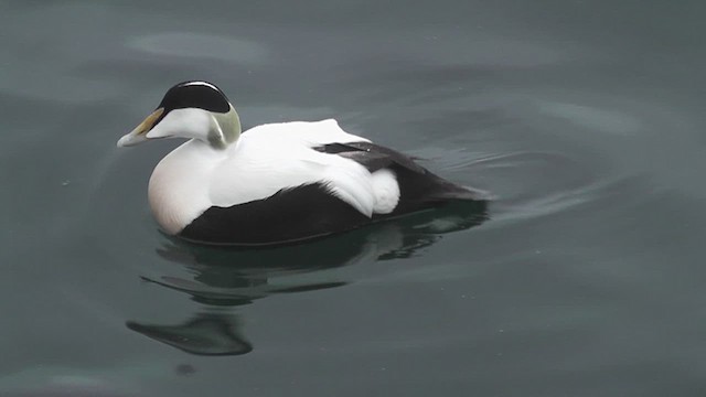 Common Eider - ML629227290