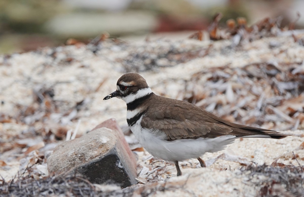 Killdeer - ML629227342
