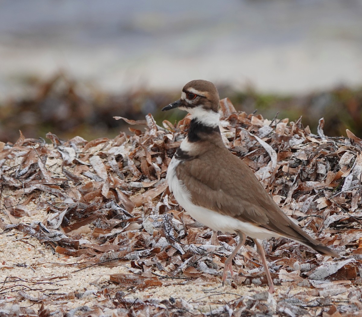 Killdeer - ML629227344