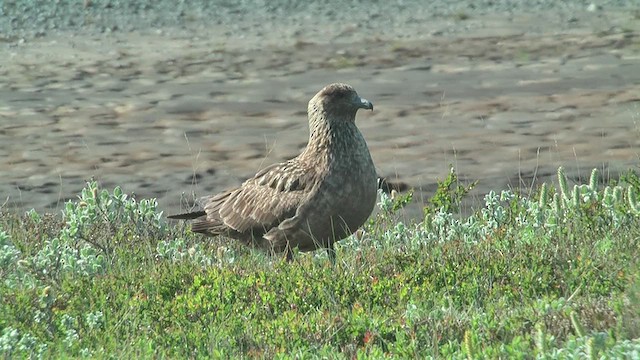 キタオオトウゾクカモメ - ML629227701