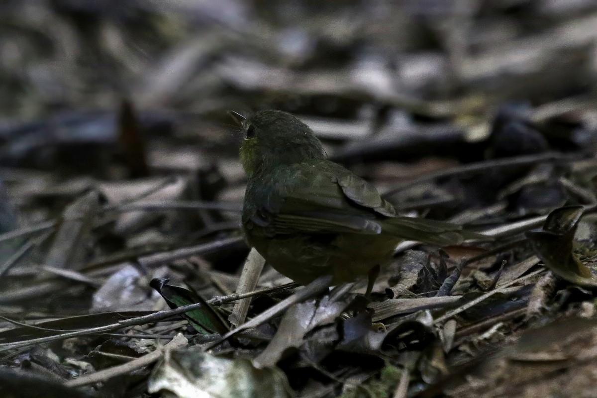 Wedge-tailed Jery - ML629227833