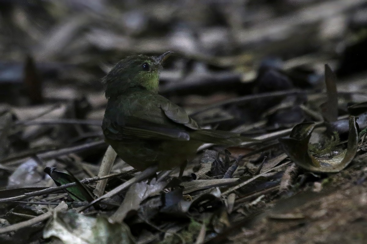 Wedge-tailed Jery - ML629227834