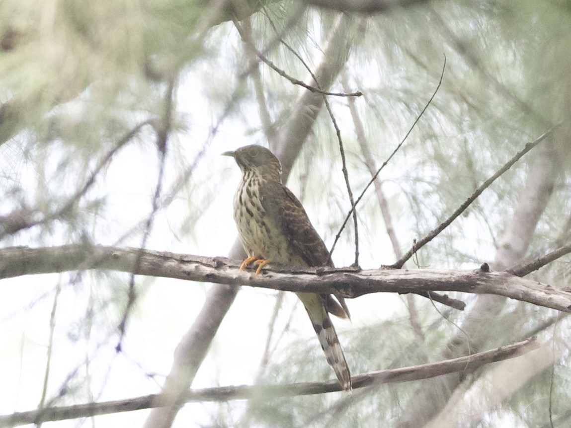 Large Hawk-Cuckoo - ML629227865
