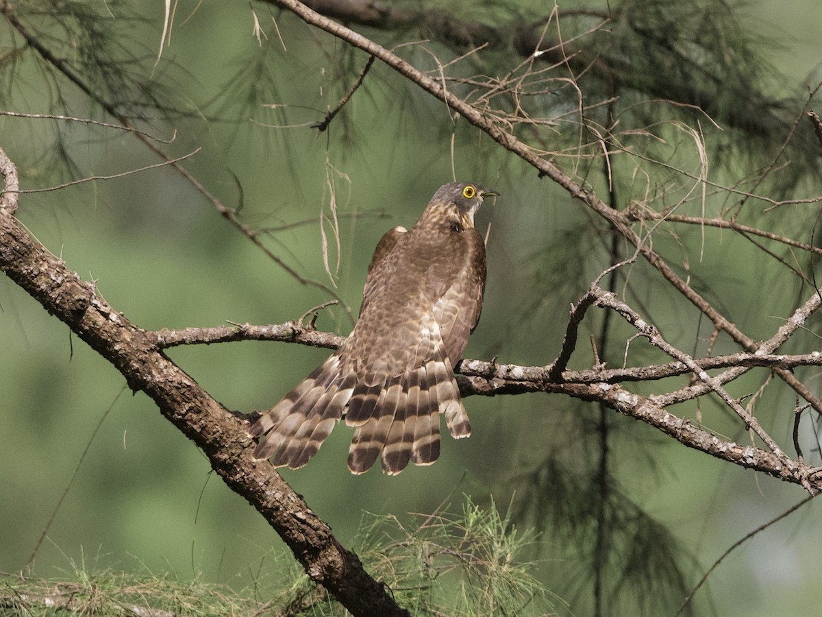 Large Hawk-Cuckoo - ML629227866