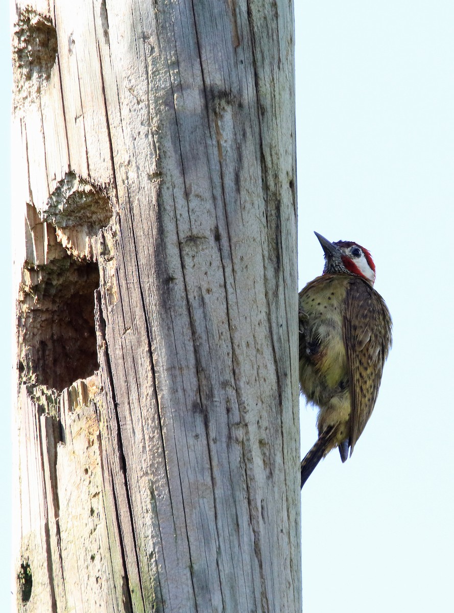 Spot-breasted Woodpecker - ML629228066