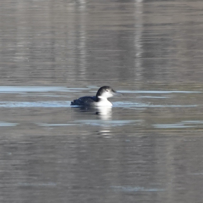 Common Loon - ML629228119
