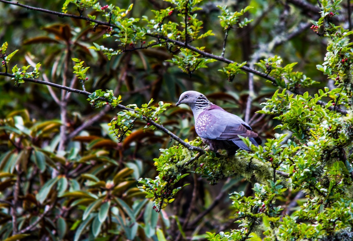 Speckled Wood-Pigeon - ML629228349
