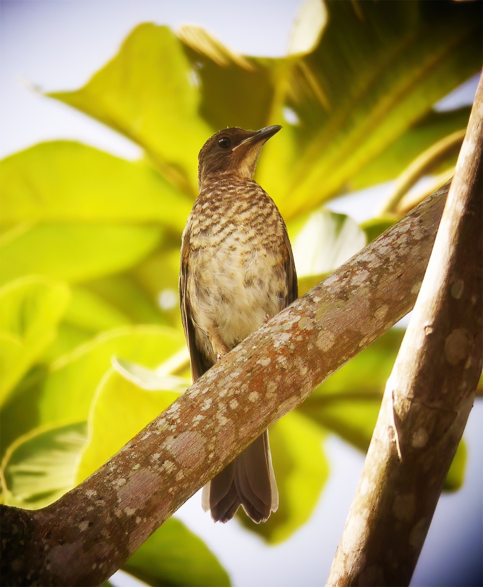 Marañon Thrush - ML629228383