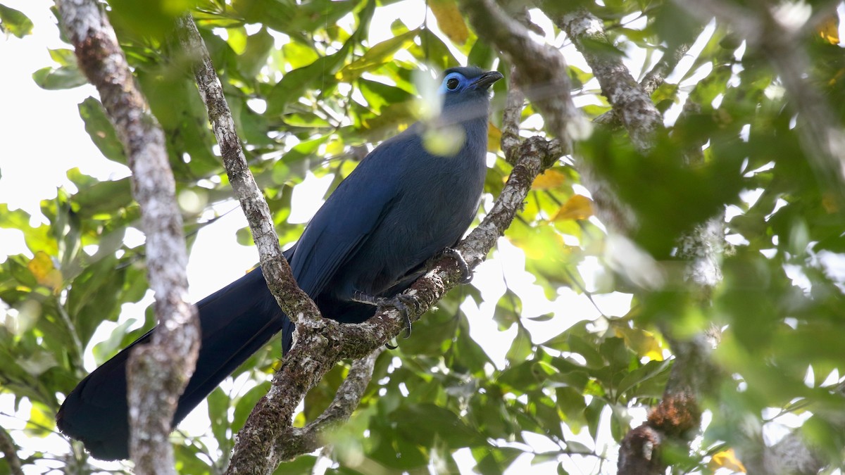 Blue Coua - ML629228544