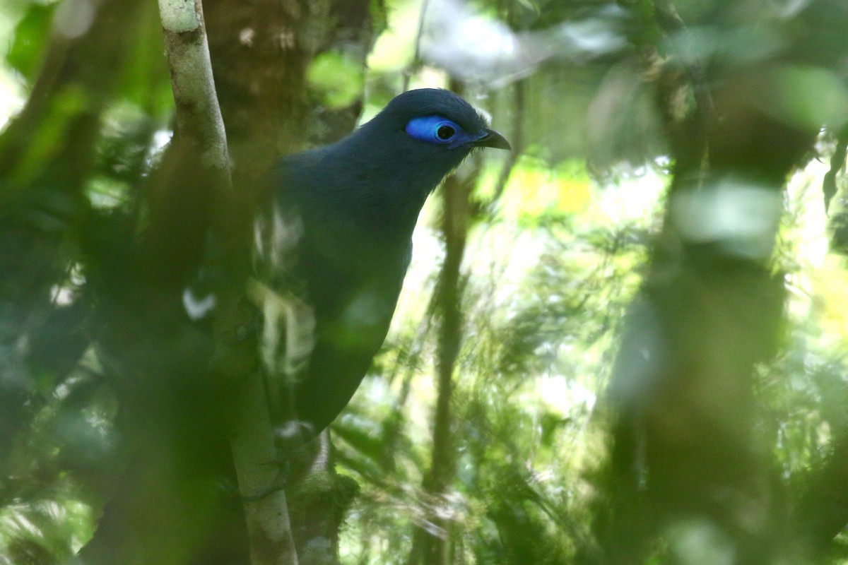 Blue Coua - ML629228545