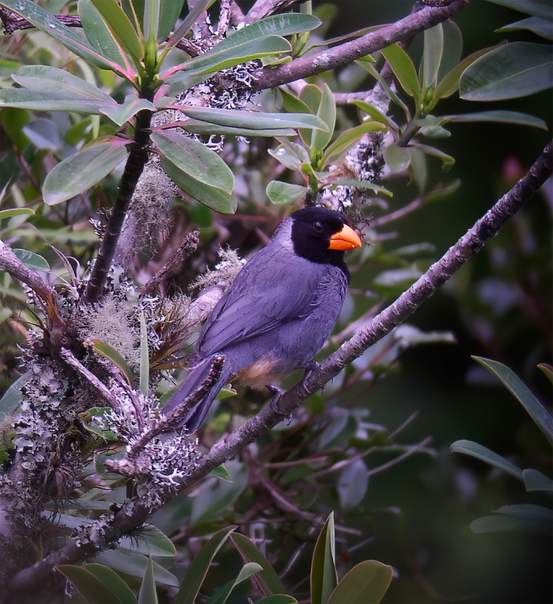 Black-cowled Saltator - ML629228644