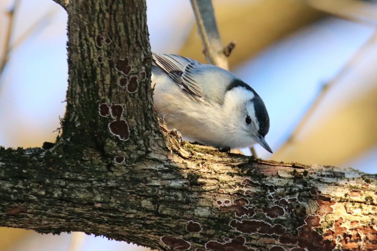 White-breasted Nuthatch - ML629228681