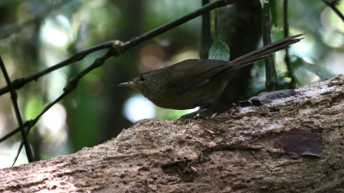 Malagasy Brush-Warbler (Malagasy) - ML629228845
