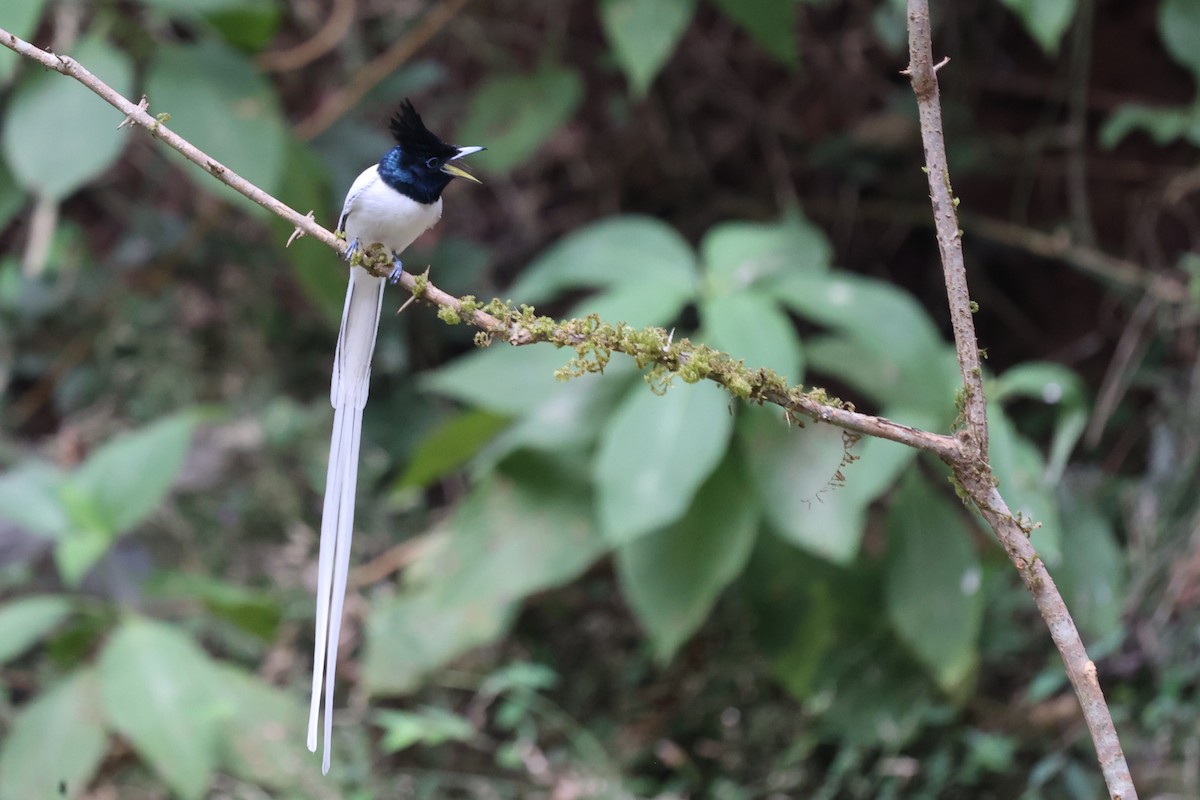 Indian Paradise-Flycatcher - ML629228924