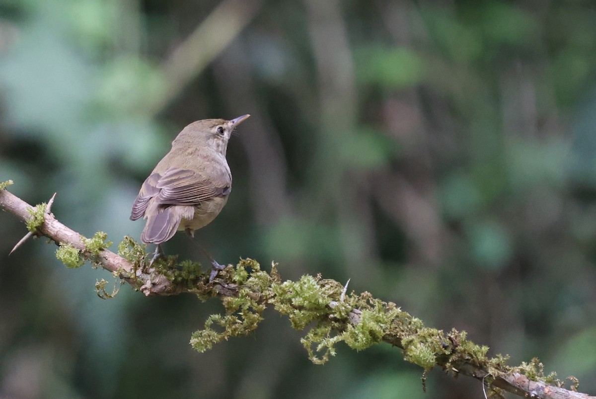 Blyth's Reed Warbler - ML629228980