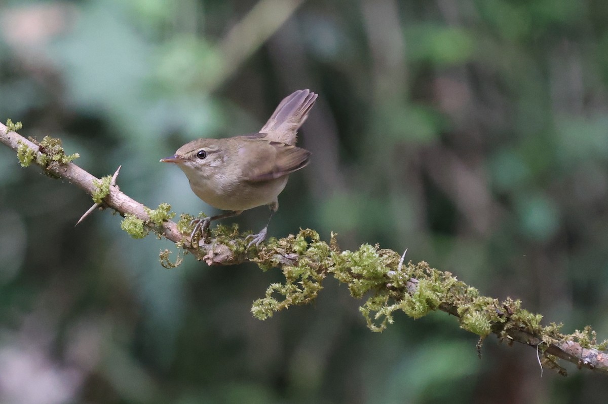 Blyth's Reed Warbler - ML629228981