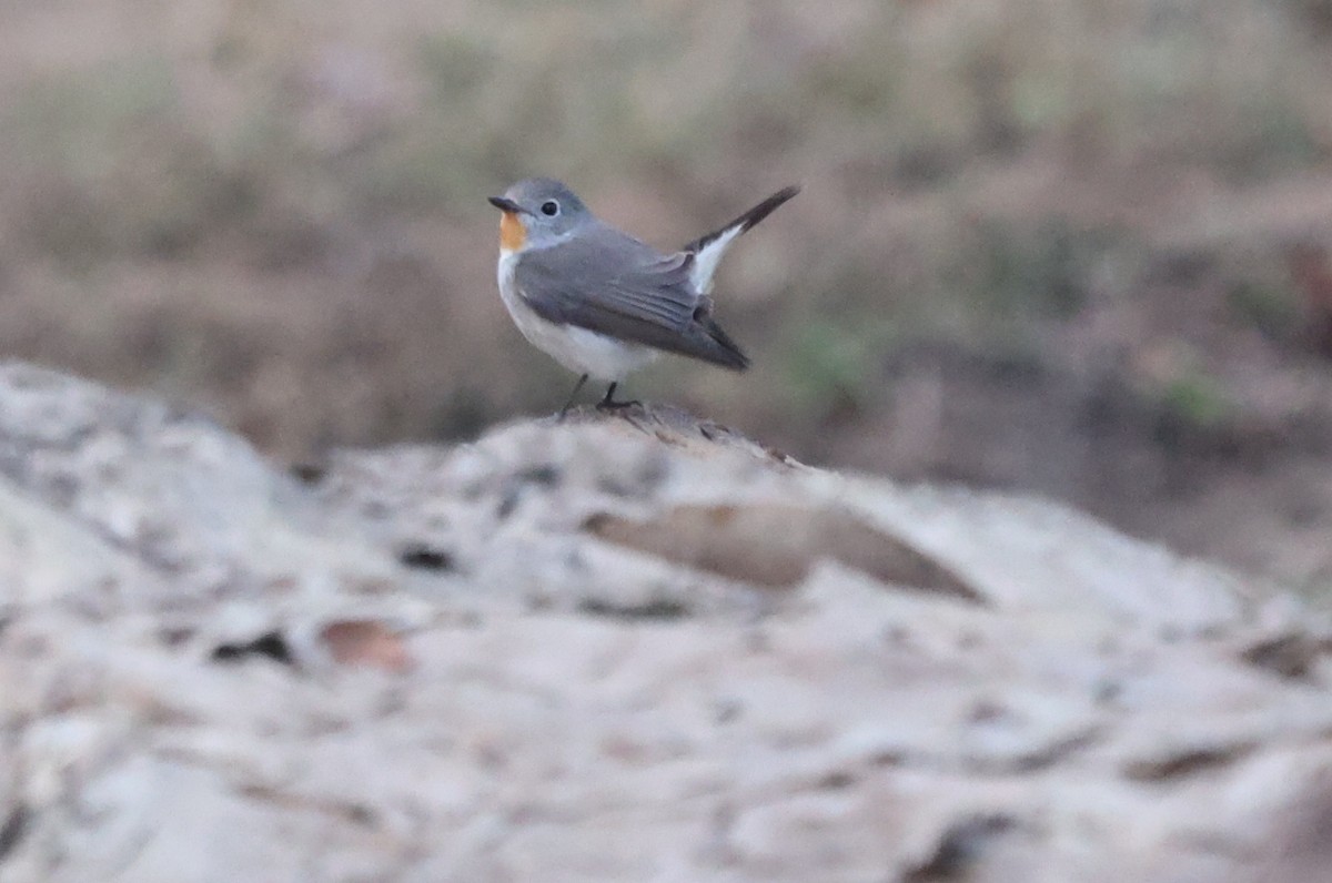 Taiga Flycatcher - ML629228996